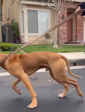 Load image into Gallery viewer, Warrior Leather Leash