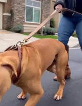 Load image into Gallery viewer, Warrior Leather Leash