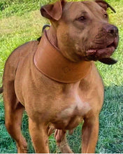 Load image into Gallery viewer, World Famous Pitbull LEATHER COLLARS.