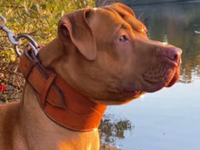 Load image into Gallery viewer, World Famous Pitbull LEATHER COLLARS.